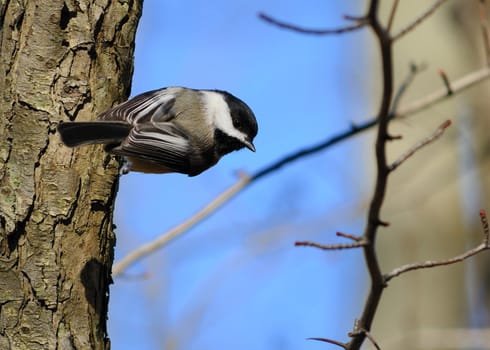 A black-capped chickadee perched on a tree.
