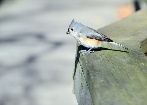 A tufted titmouse perched on a fence.