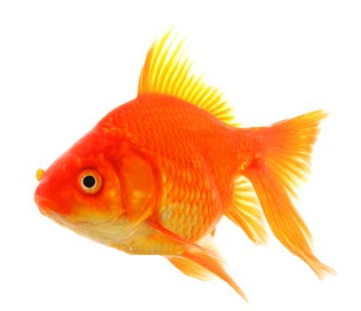 goldfish macro isolated on white background showing pet or animal concept