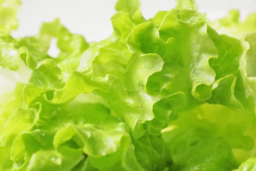 fresh green lettuce