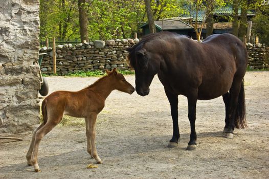 Horse with little baby horse