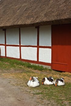 Three geese on a farm