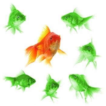 individual success winner outsider boss or motivation concept with goldfish isolated on white