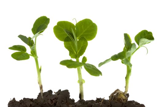 New life - three pea seeds germinating from a wet clay soil, isolated on white