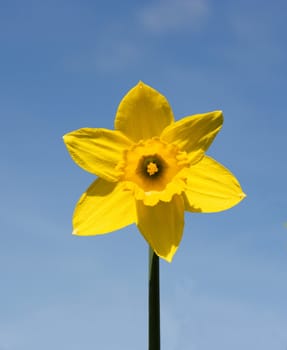 Yellow daffodil, clear blue sky. 