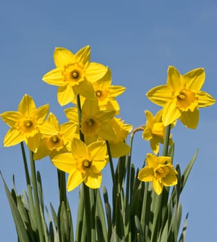 Yellow daffodils, blue sky. For spring or easter projects!