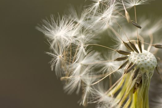 Close-up of dandelion. Dandelion loosing seeds.