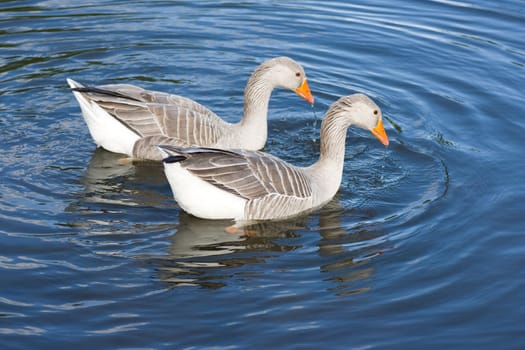 Two greylag geese (Anser Anser) swimming on lake