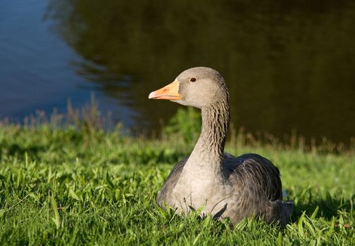 Greylag Goose resting on green grass.