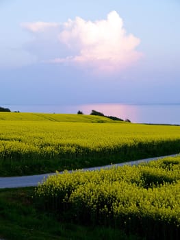 Blooming rape flowers field before harvest - modern alternative energy background vertical