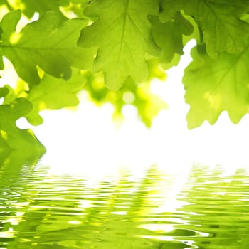 summer spring or ecology concept with green leaves and water