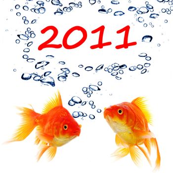 new year 2011 concept with goldfish and water bubbles