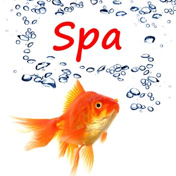 spa concept with goldfish and water bubbles on white background