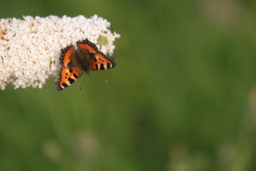 Butterfly feeding on a buddleja flower