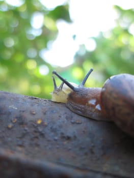 Snails. Helix pomatia on the tank