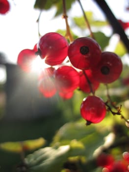 Red currants in the sun rays