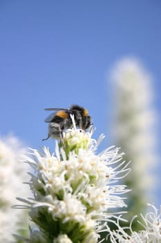 Bee on the white liatrix