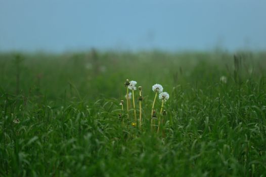 White dandelions on the dark green meadow
