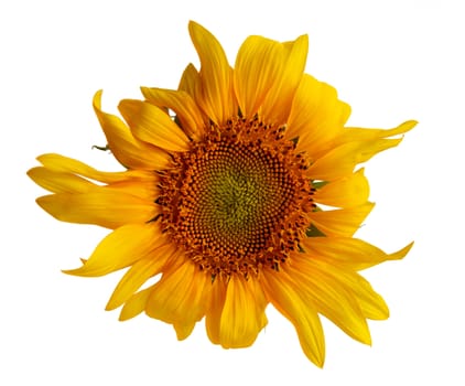 Sunflower on white background. Isolated photos of sunflower