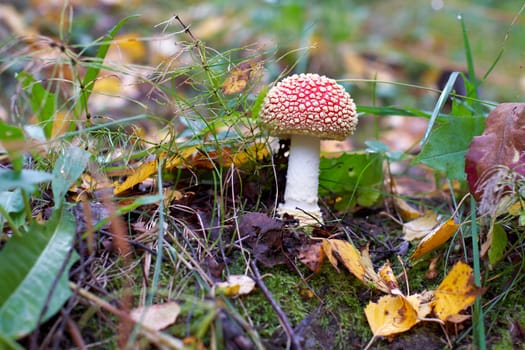 Red Amanita Muscaria mushroom aka fly agaric.