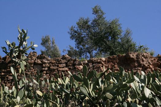 Figues de barbarie (Espagne)