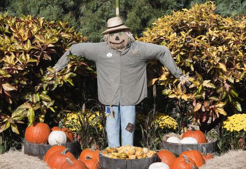 A Festive Halloween Scarecrow and Pumpkins .