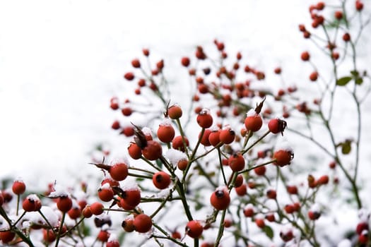 Branches with red berries in wintersnow