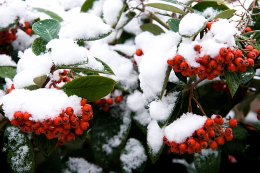 Red berries in winter with snowcap - horizontal image