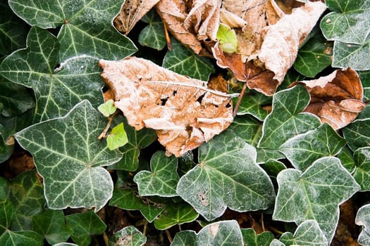 Common Ivy and fallen frosted leaves in winter