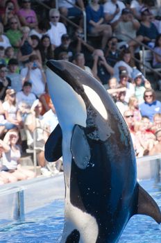 A Jumping Orca (Killer) Whale at Seaworld, Florida, 9th October 2010. Seaworld Orlando attracts more then 6 million visitors a year.