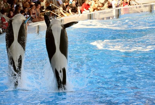 Jumping Orca (Killer) Whales, Seaworld, Florida, 9th October 2010. Seaworld Orlando attracts more then 6 million visitors a year.