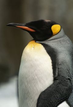 Photograph of a King Penguin.