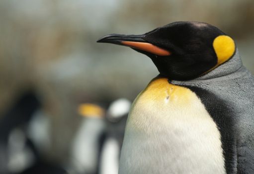 Photograph of a King Penguin.