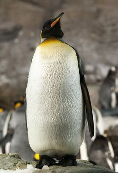 Photograph of a King Penguin.