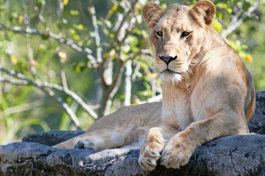 Female Lion resting on a rock.