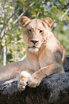 Female Lion resting on a rock.