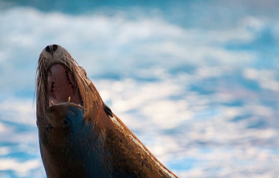 Picture of a Seal with it's mouth open.