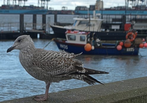 young seagull by port
