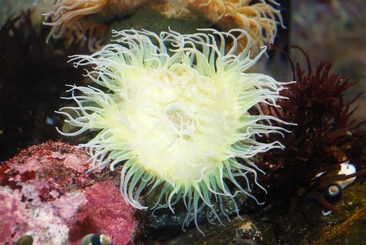 White sea anemone attached to a  rock under water.