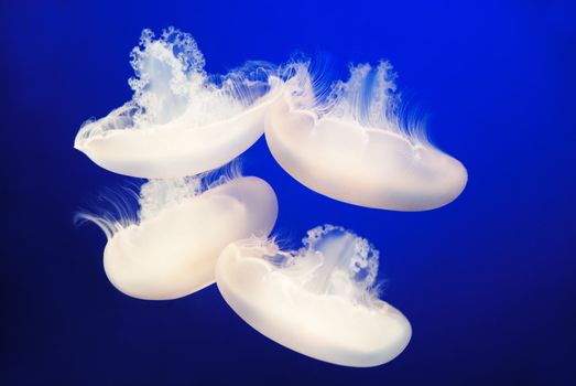 Four white jellyfish surrounded by dark blue sea water.