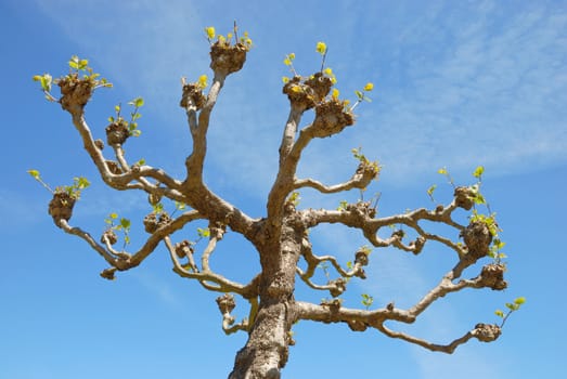 London Planetree or Platanus x acerifolia with young leaves popping in spring in Golden Gate Park, San Francisco California, with blue sky in background.