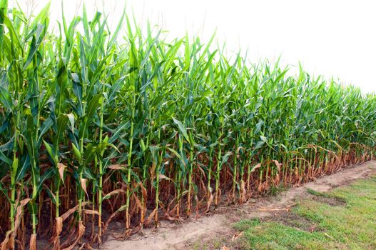 Corn field on farm in southern Alabama.