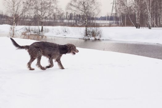 An irish wolfhound walking on a snow-covered field
