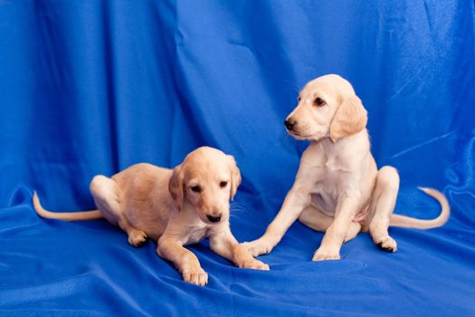 Two white saluki pups on blue background
