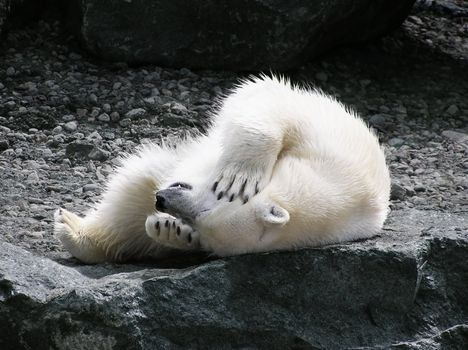 Polar bear rolling on its back holding its head with teeth showing