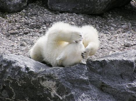 Polar bear rolling on its back holding its head with both paws like it has a headache