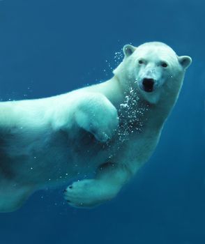 Close-up of a swimming polar bear underwater looking at the camera.  