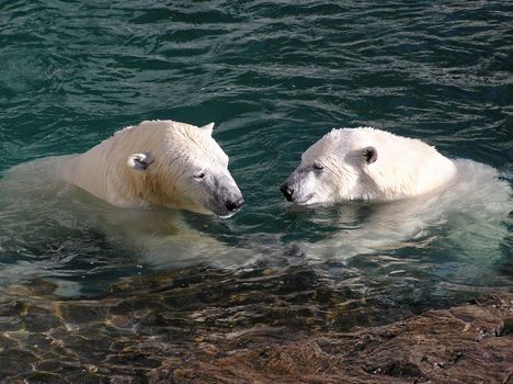 Male and female polar bear holding hands underwater     