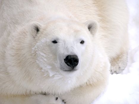 Female polar bear resting on snow close-up with detail fur and snow on face.