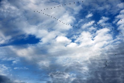 Geese in migration forming two typical V shape flight formation in a dramatic cloud filled blue sky.
